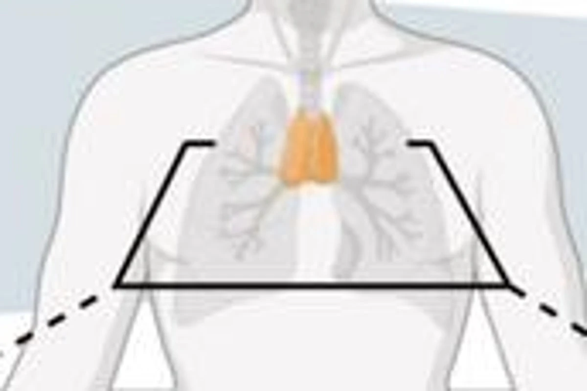 The underappreciated organ that could be key to longer life