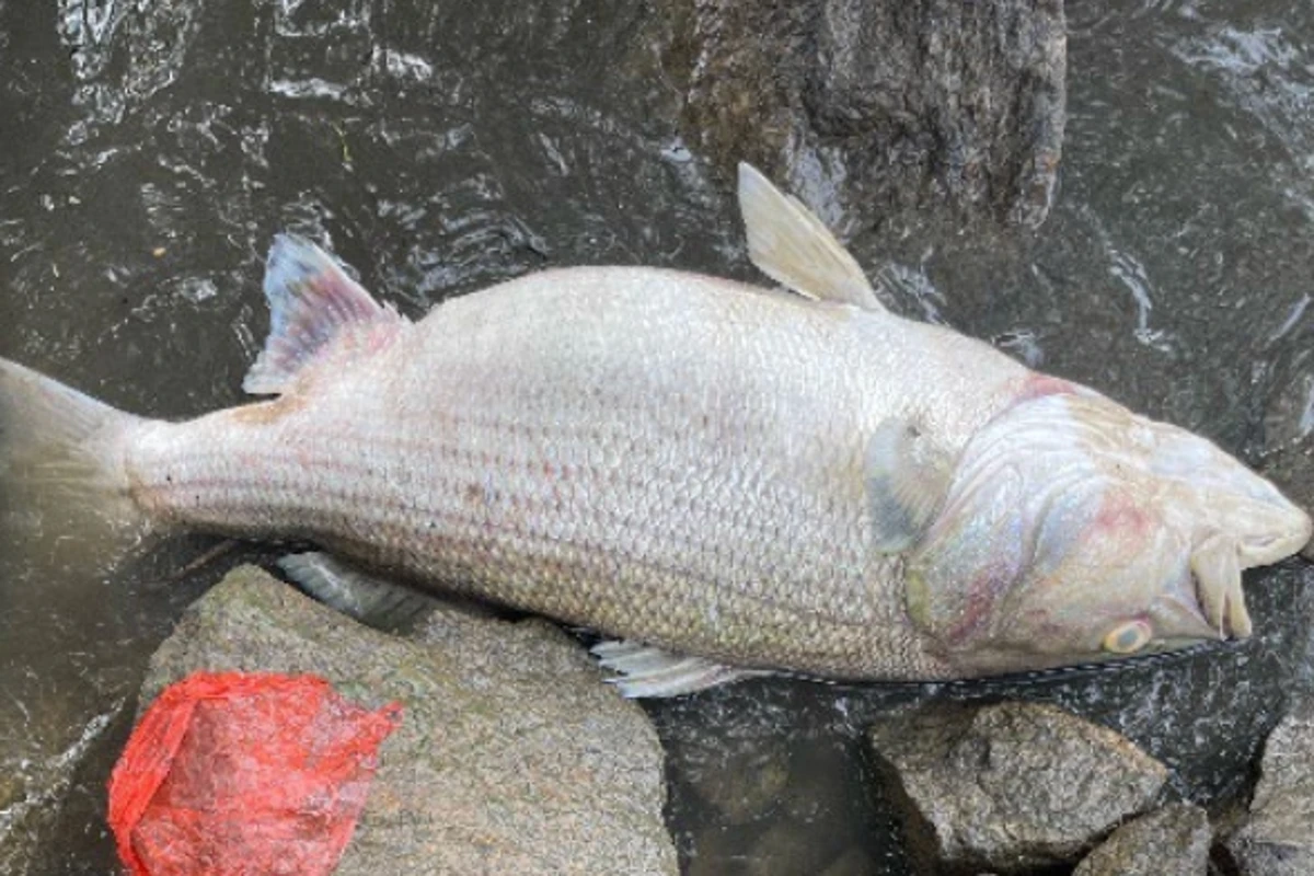 Massive 20-mile fish kill along river near Atlanta being investigated