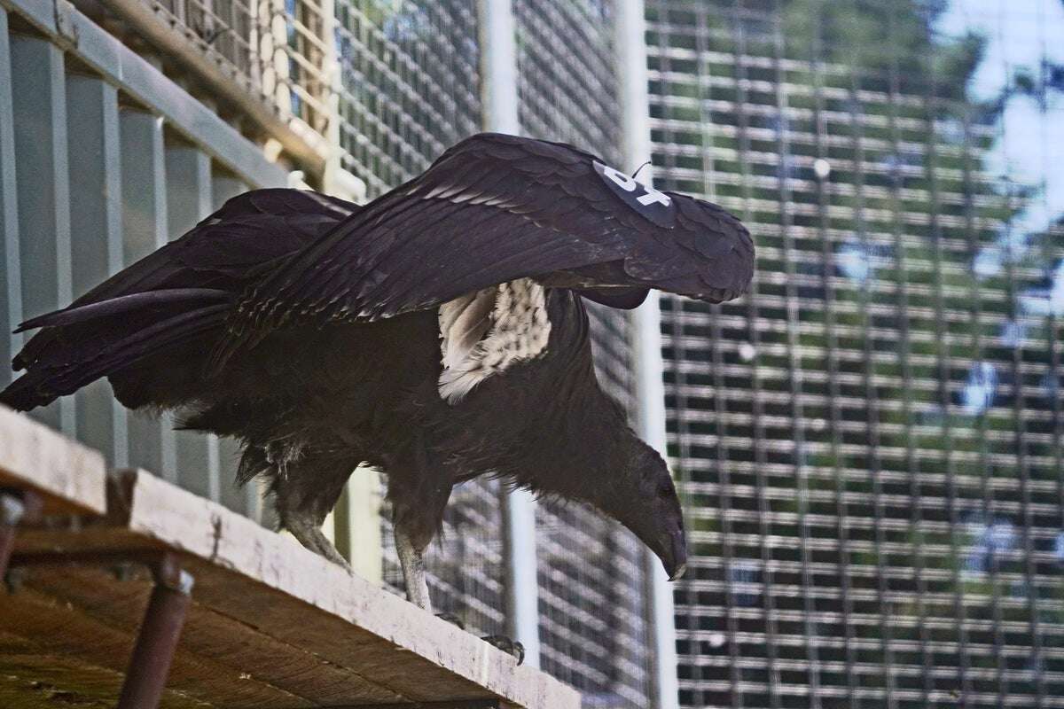 Endangered condor dies of lead poisoning months after being freed