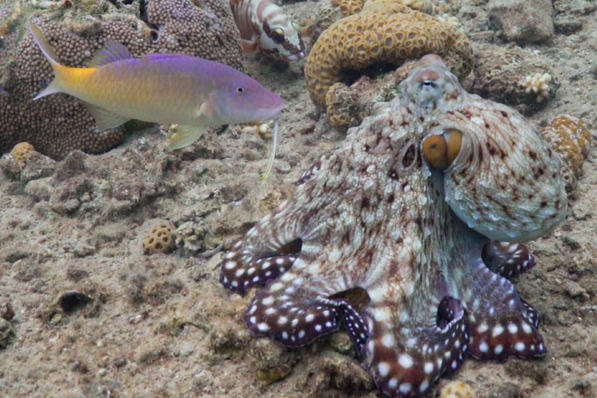 Octopuses and fish caught on camera hunting as a team