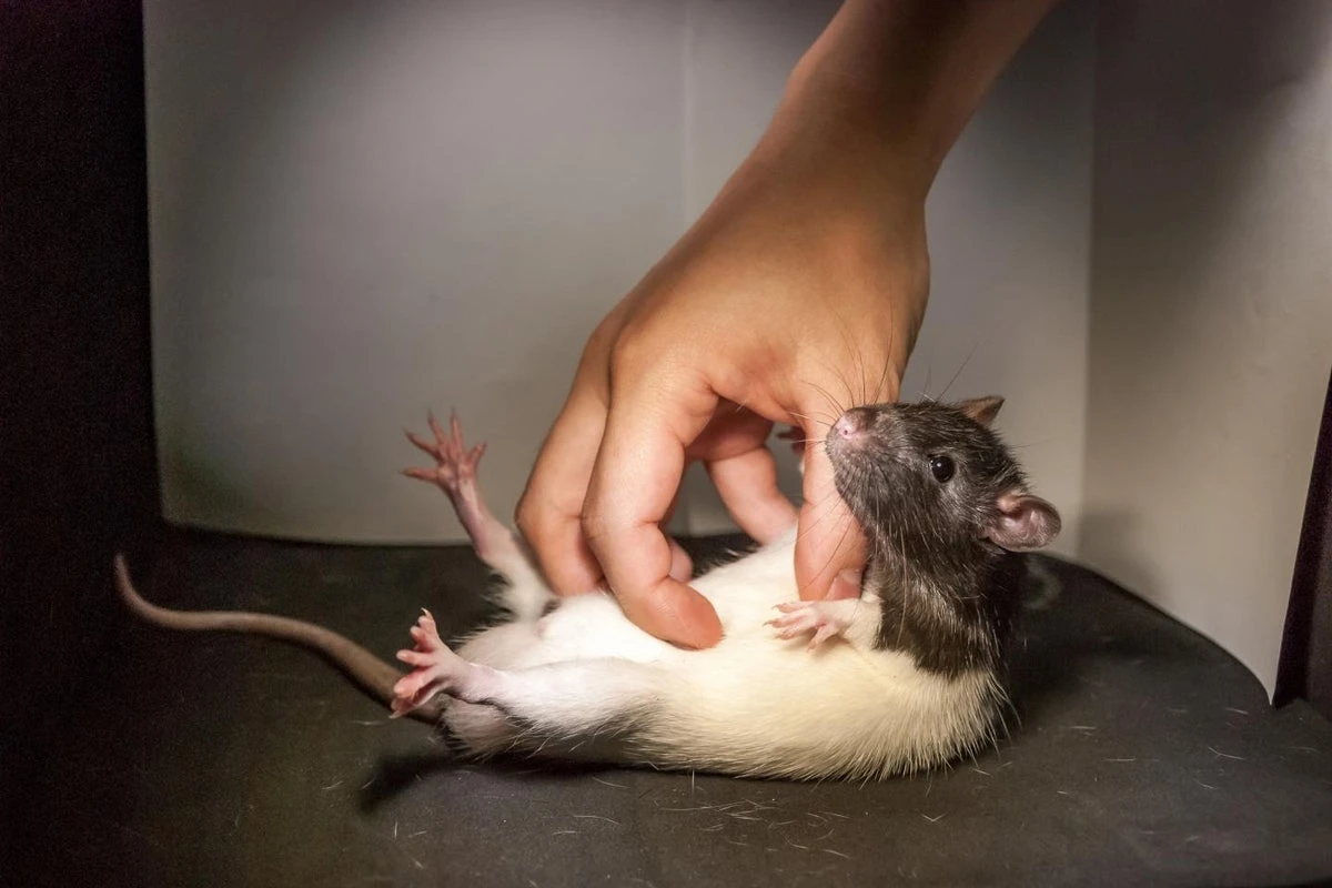 EPA puts lab rats up for adoption as Trump cuts hit agency