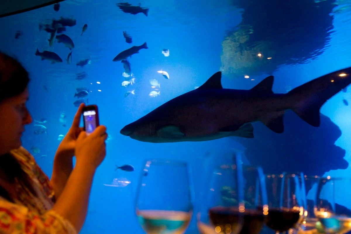 Scientists discover shark that changes colour like a chameleon
