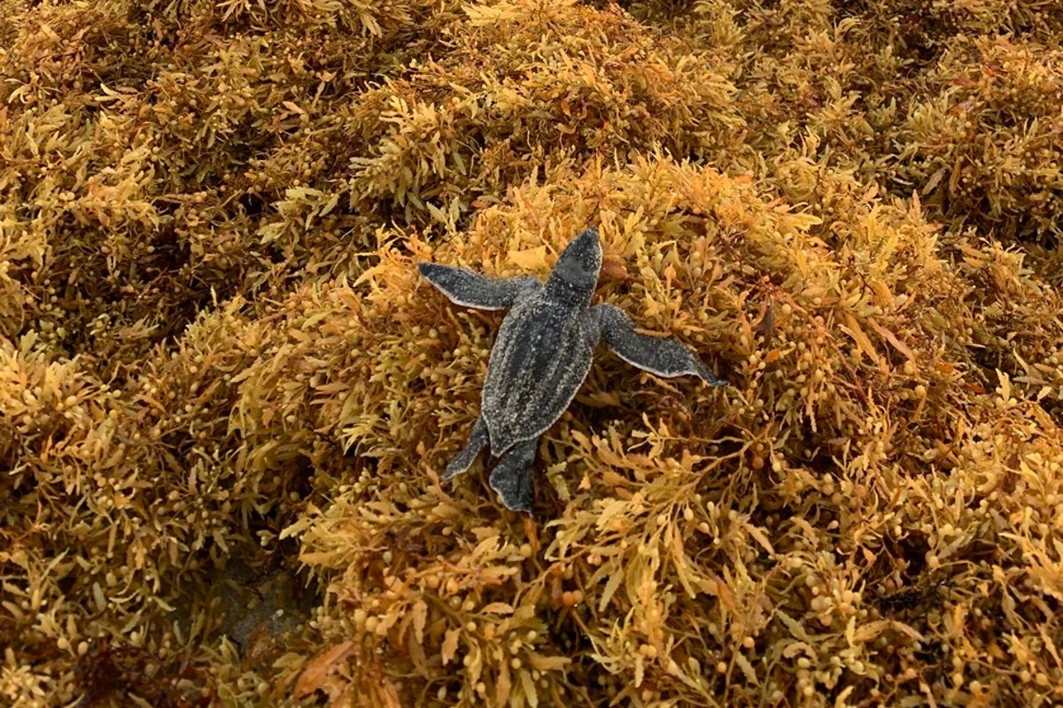 Smelly seaweed is snaring hatchling sea turtles on way to the ocean