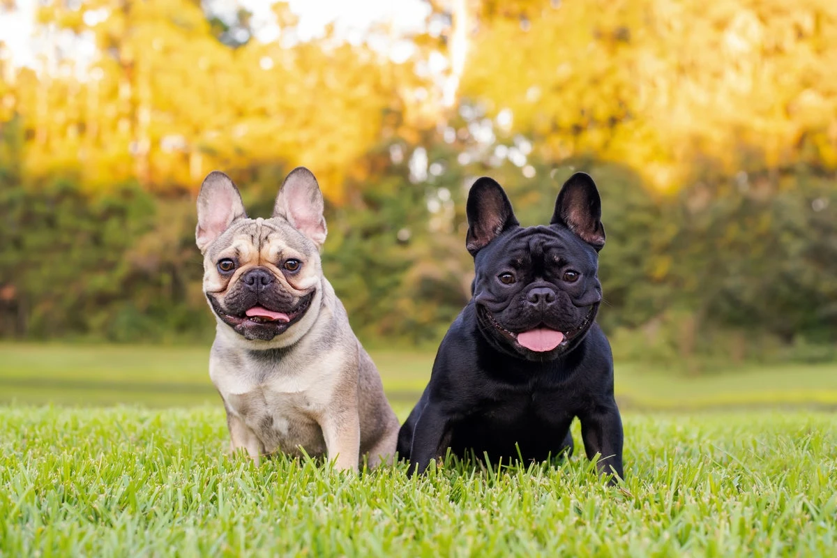 Four dogs stolen every day across UK last year, police figures suggest