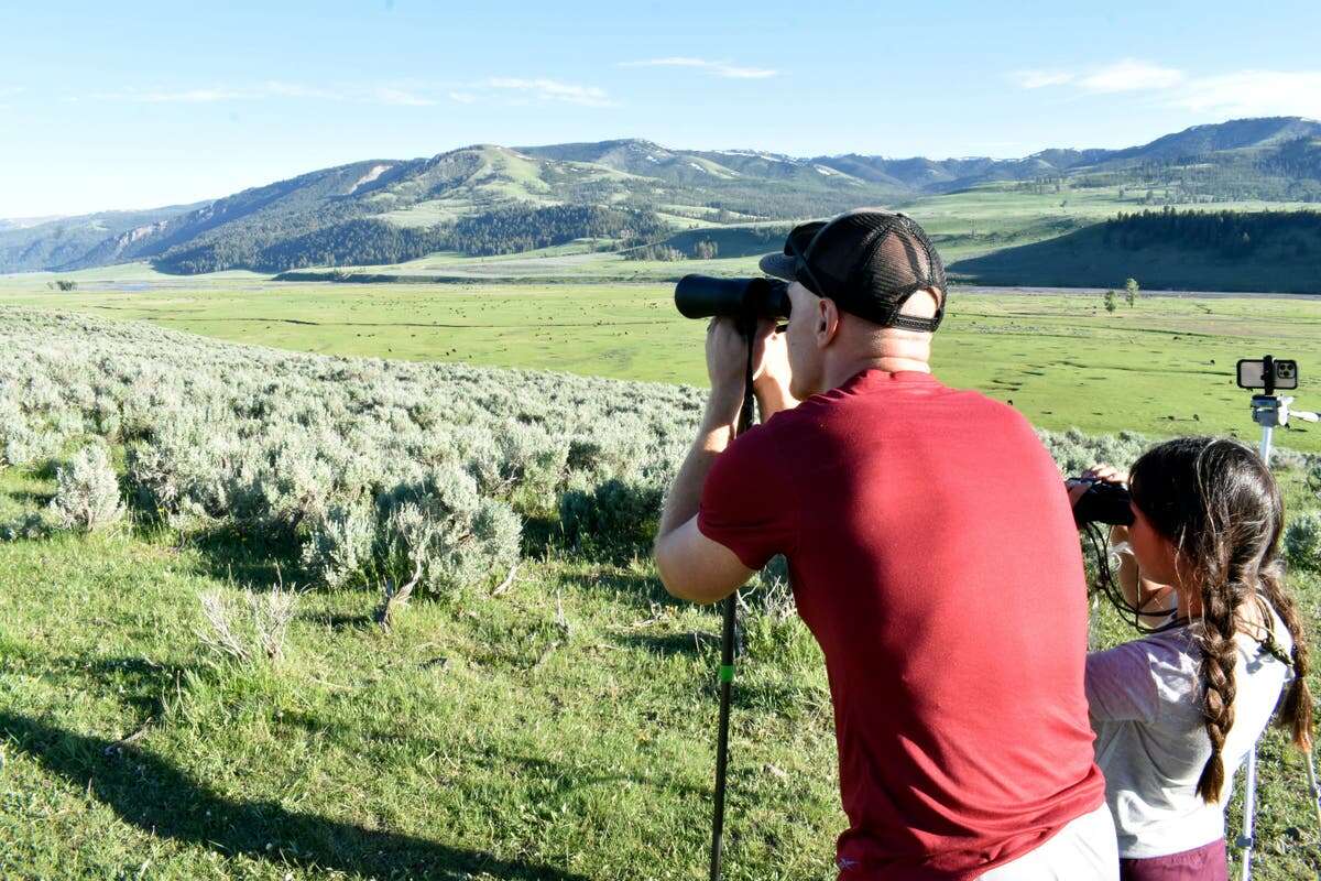 Yellowstone visitors clamor to catch a glimpse of rare white bison