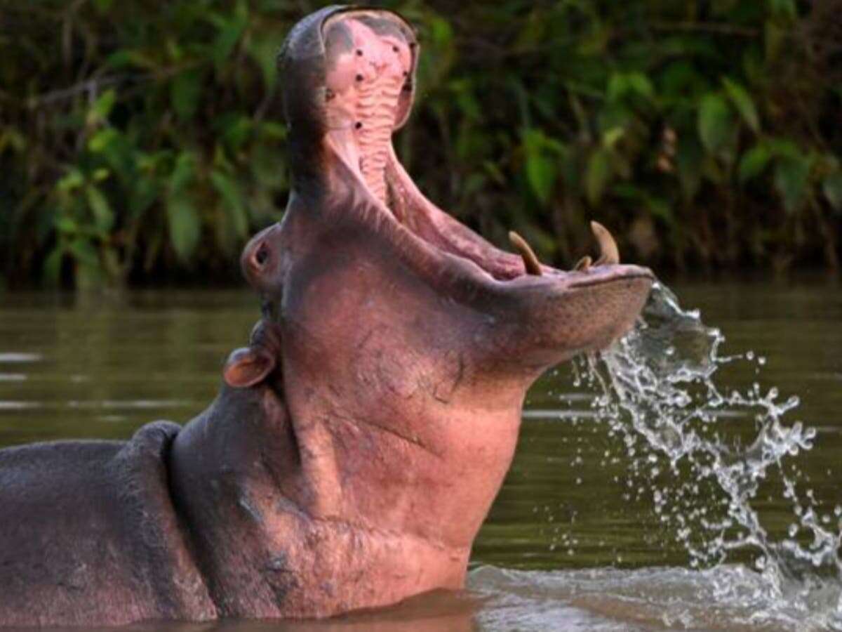 Flying Hippos: UK researchers find giant animal can become airborne