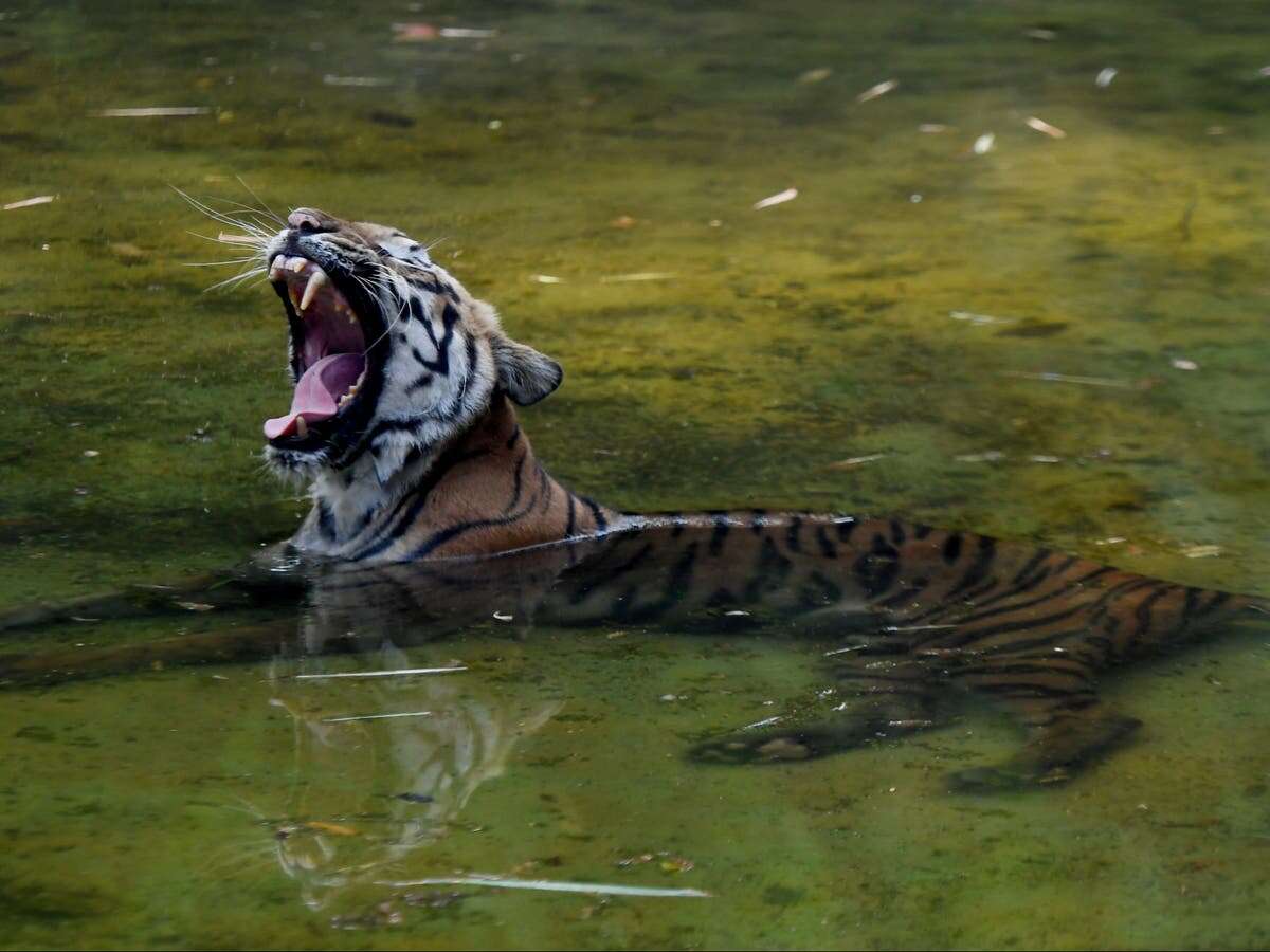 India issues red alert for zoos as four big cats die of H5N1 avian flu