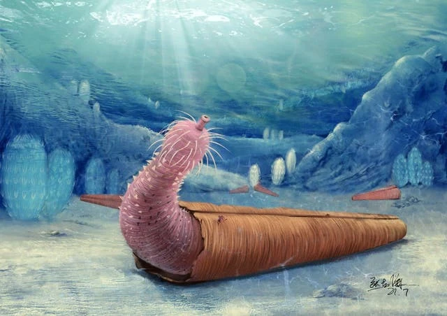 Ancient ‘penis worms’ invented hermit crab lifestyle, new study says
