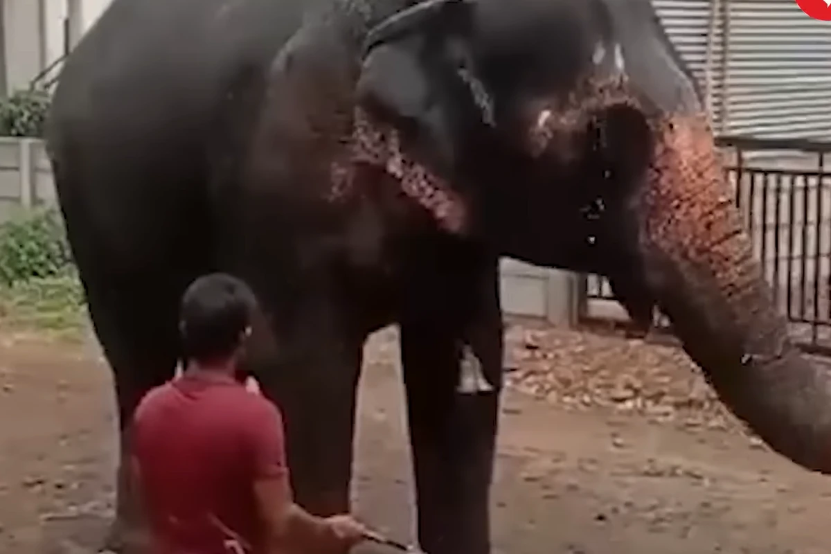 Killer elephant’s rescue in India sparks massive street protests