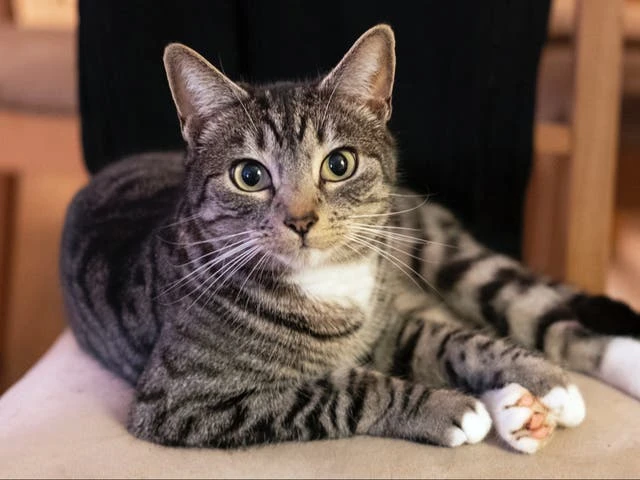 Cat returns home after family believe they cremated him