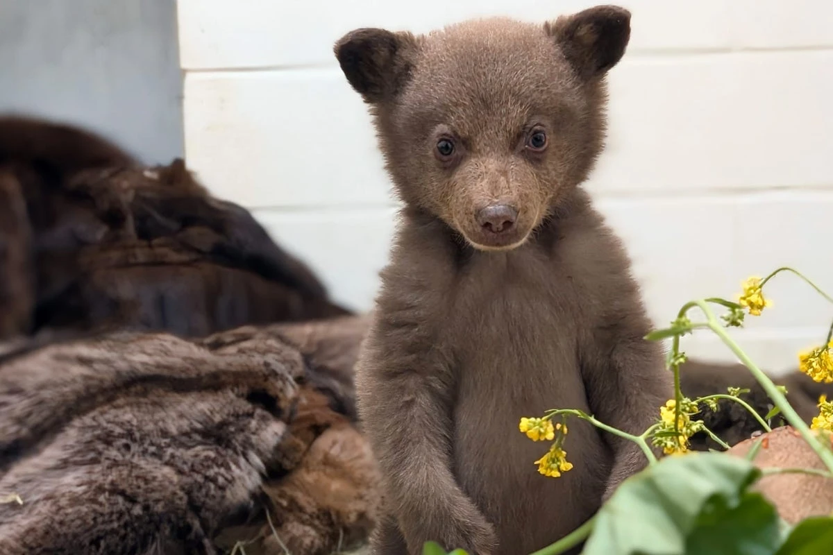 So bear-y excited! Two-month old cub bounces around