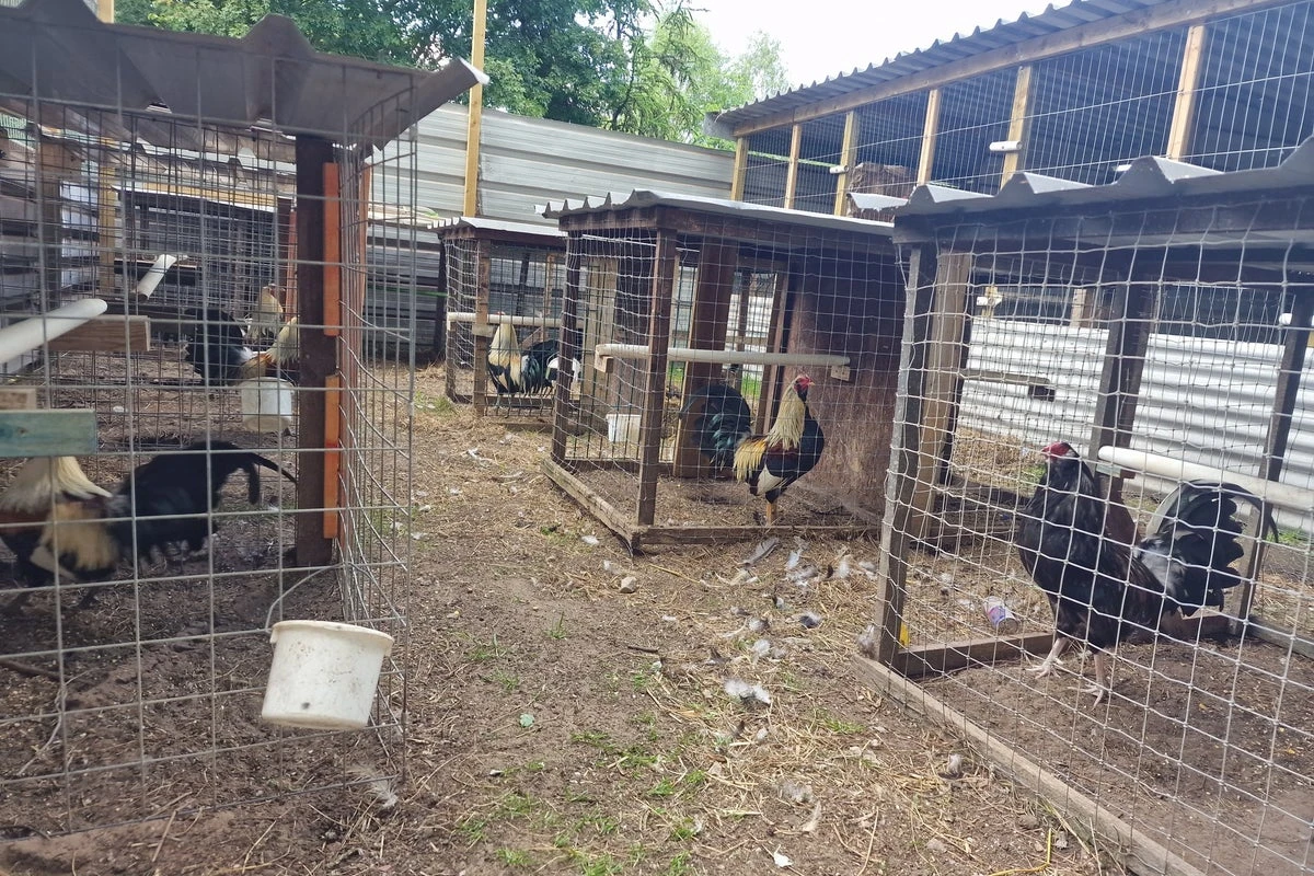 Two arrested and 27 cockerels seized in suspected cockfighting raid