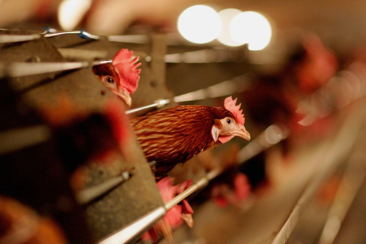 UK and US begin human bird flu vaccine trial to fight virus threat