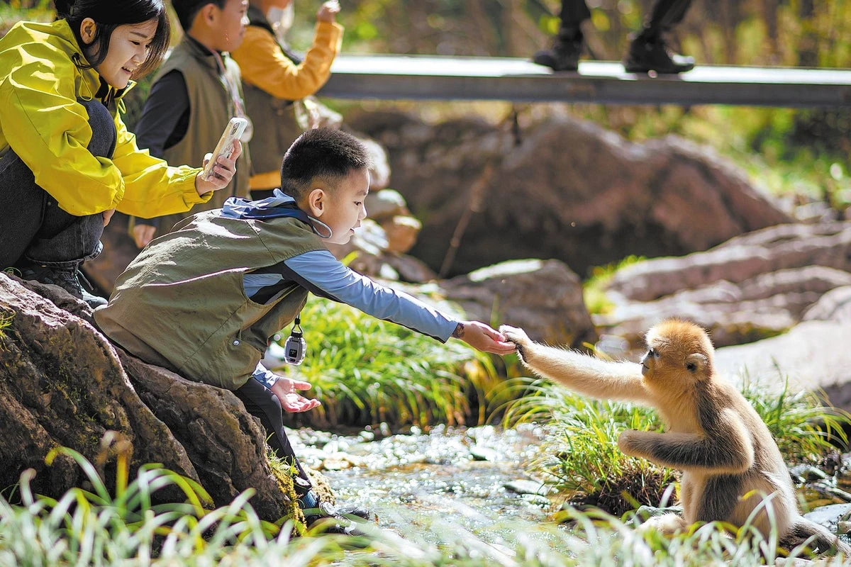 Shennongjia’s monkeys make golden return