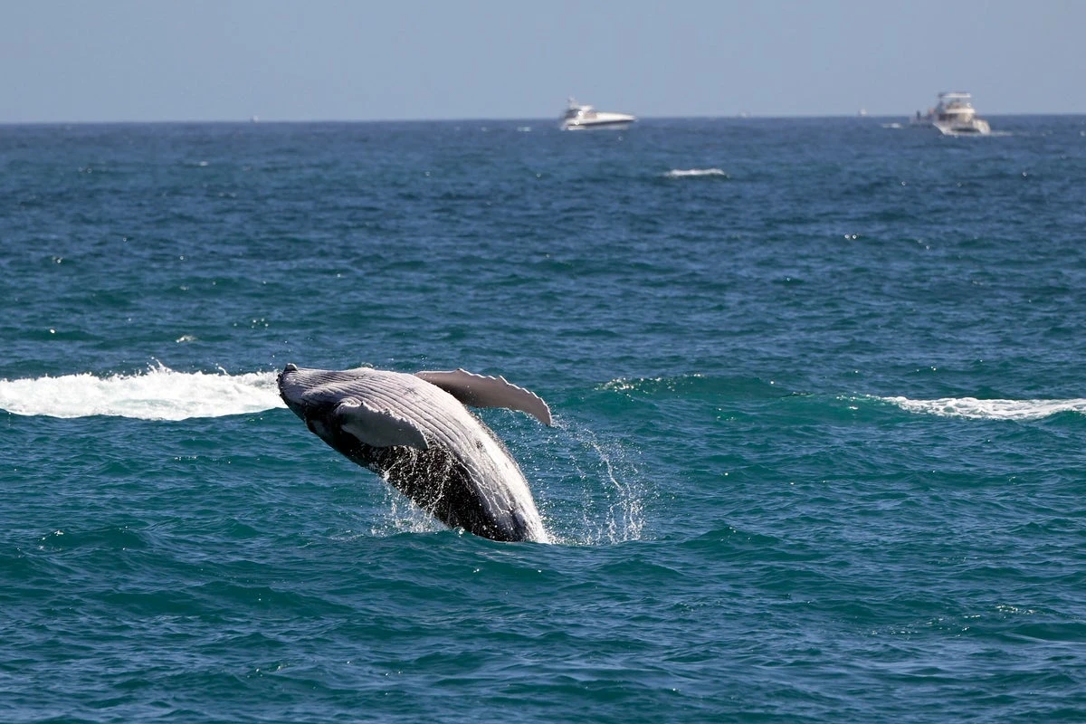 Scientists investigating huge spike in whale deaths near San Francisco