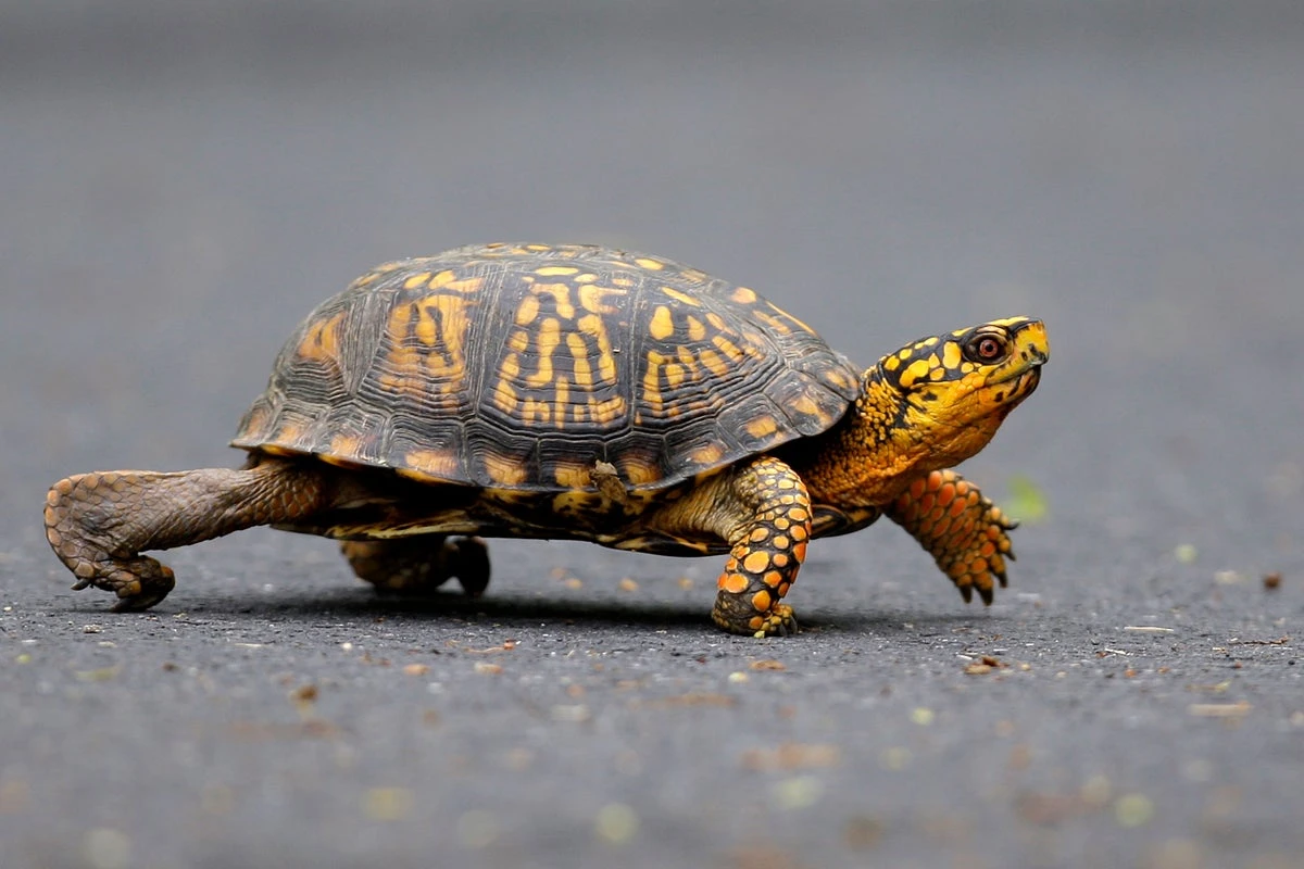 Man tried to smuggle hundreds of turtles inside socks