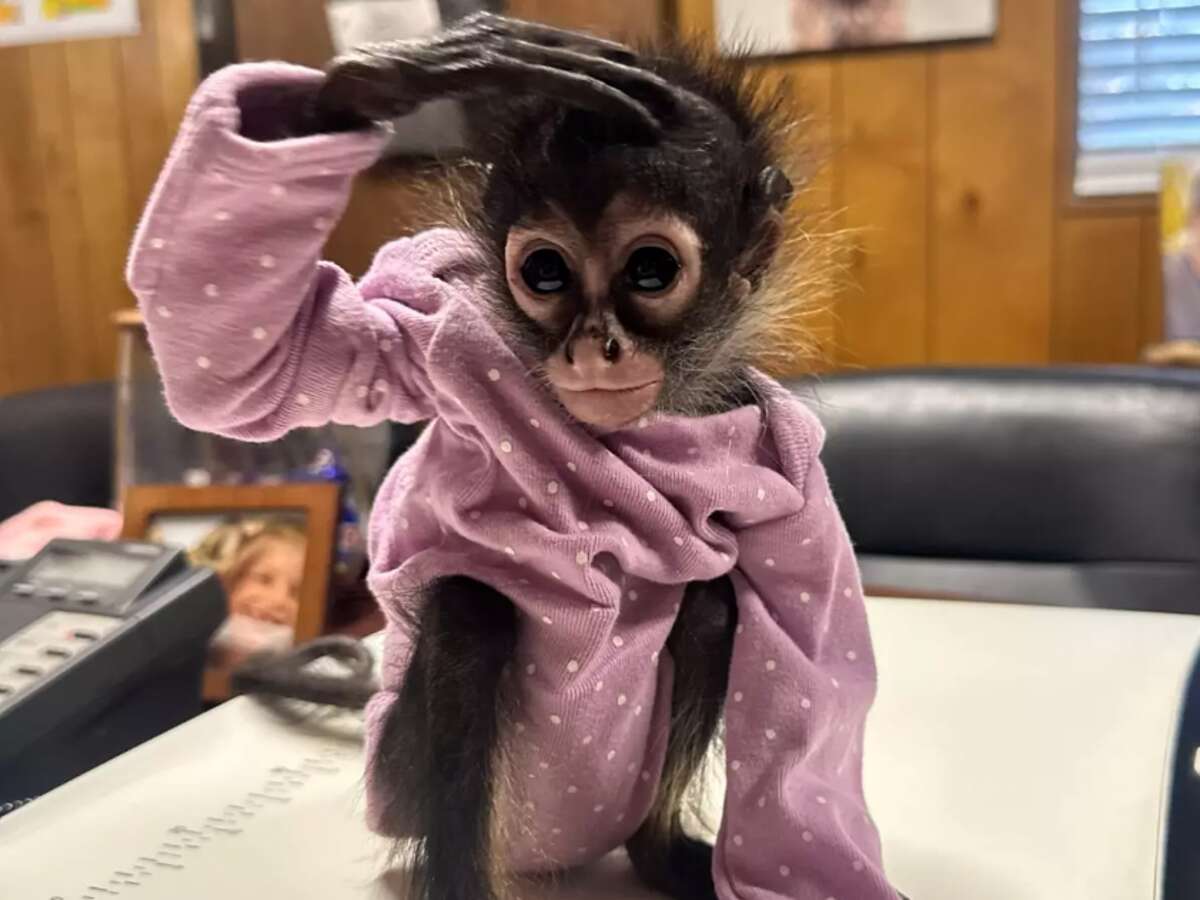 Driver arrested for speeding – then cops found a monkey in his car