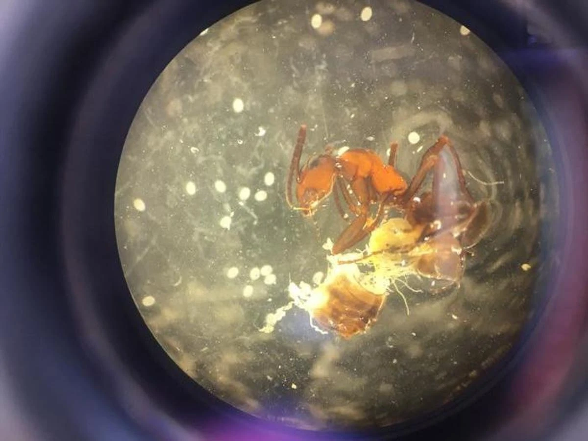 Zombie ant parasite is ‘even more cunning’ than previously thought