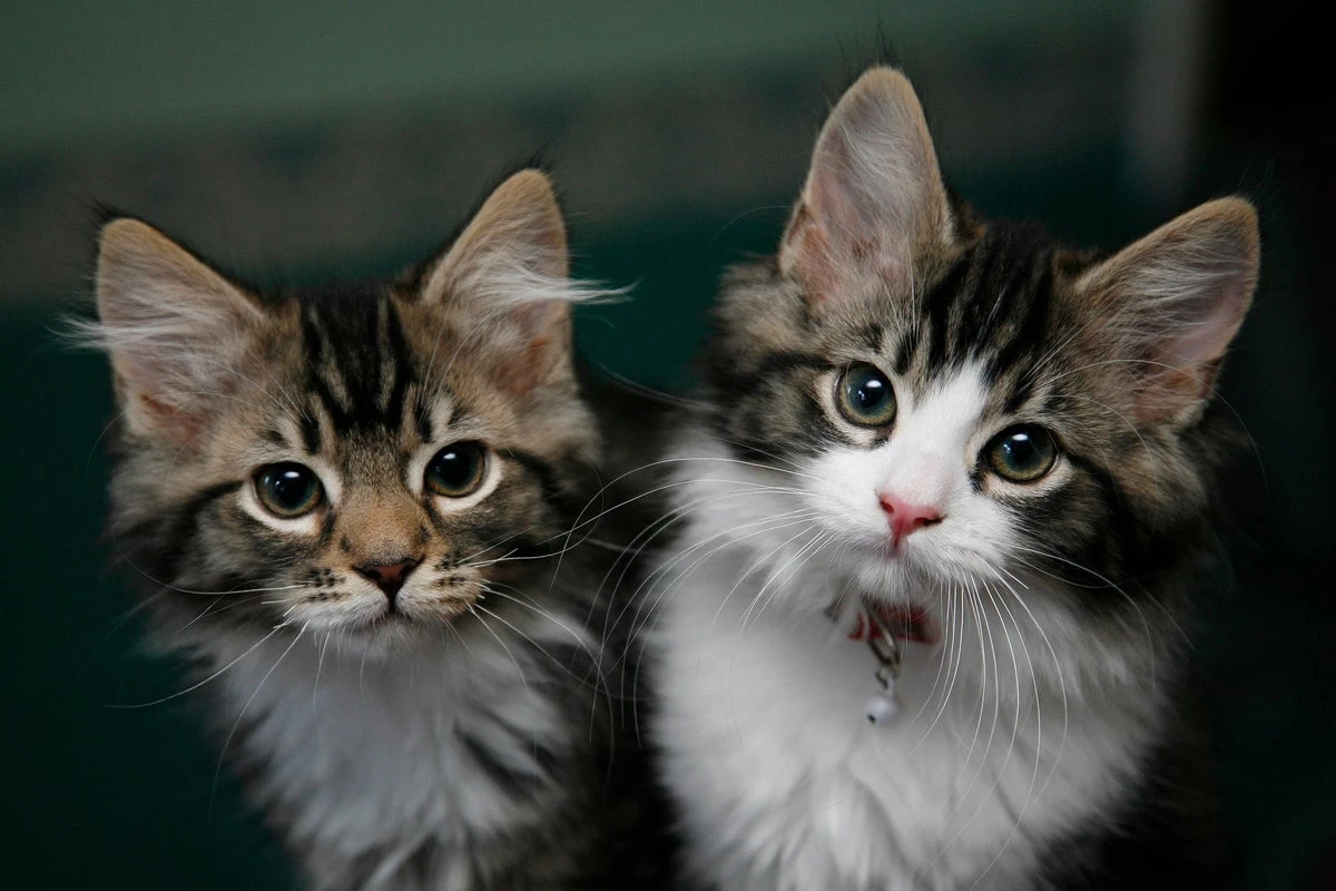 Having a pet is as good for your wellbeing as having a spouse