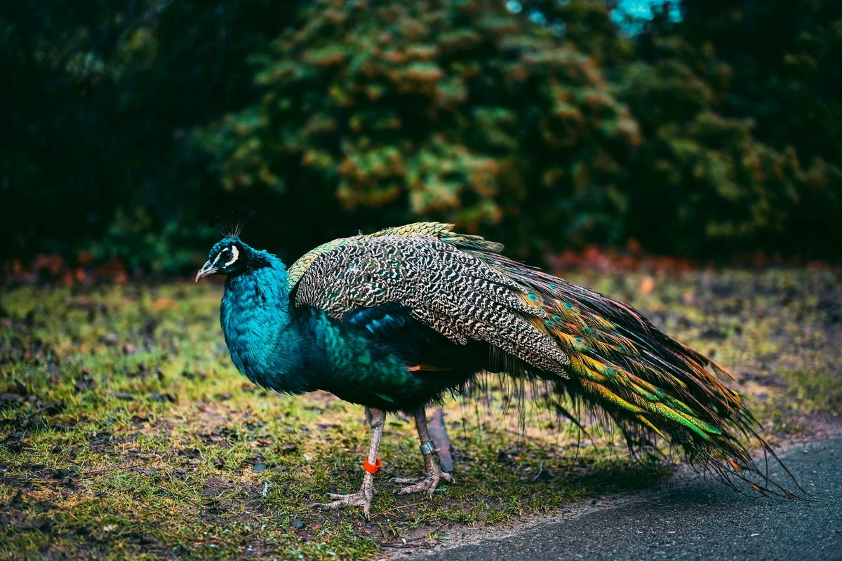 Loose peacock waking town at 5am and destroying vegetable patches