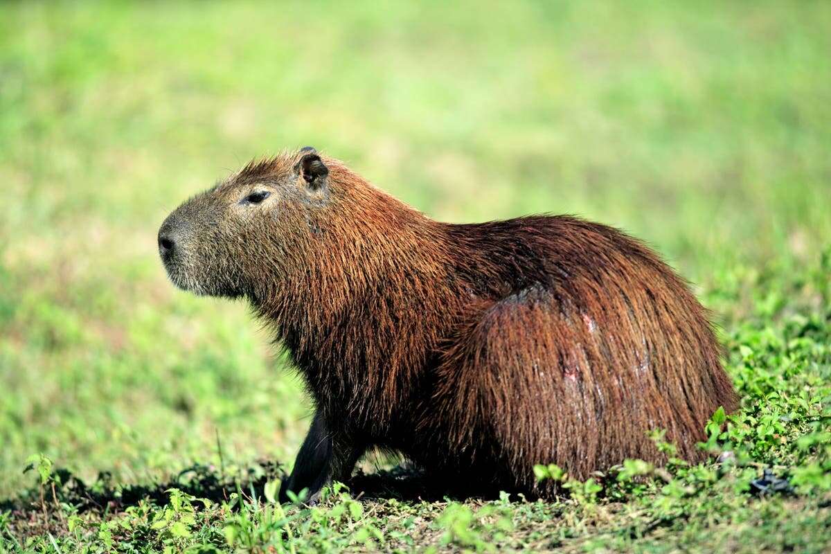 Public warned not to approach escaped capybara from Shropshire zoo