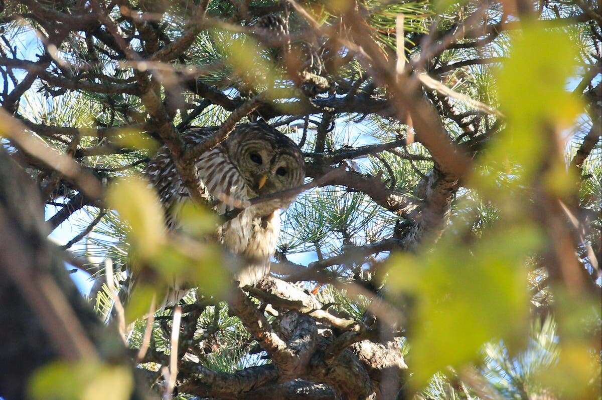 Washington state is set to kill a species of 450K owls