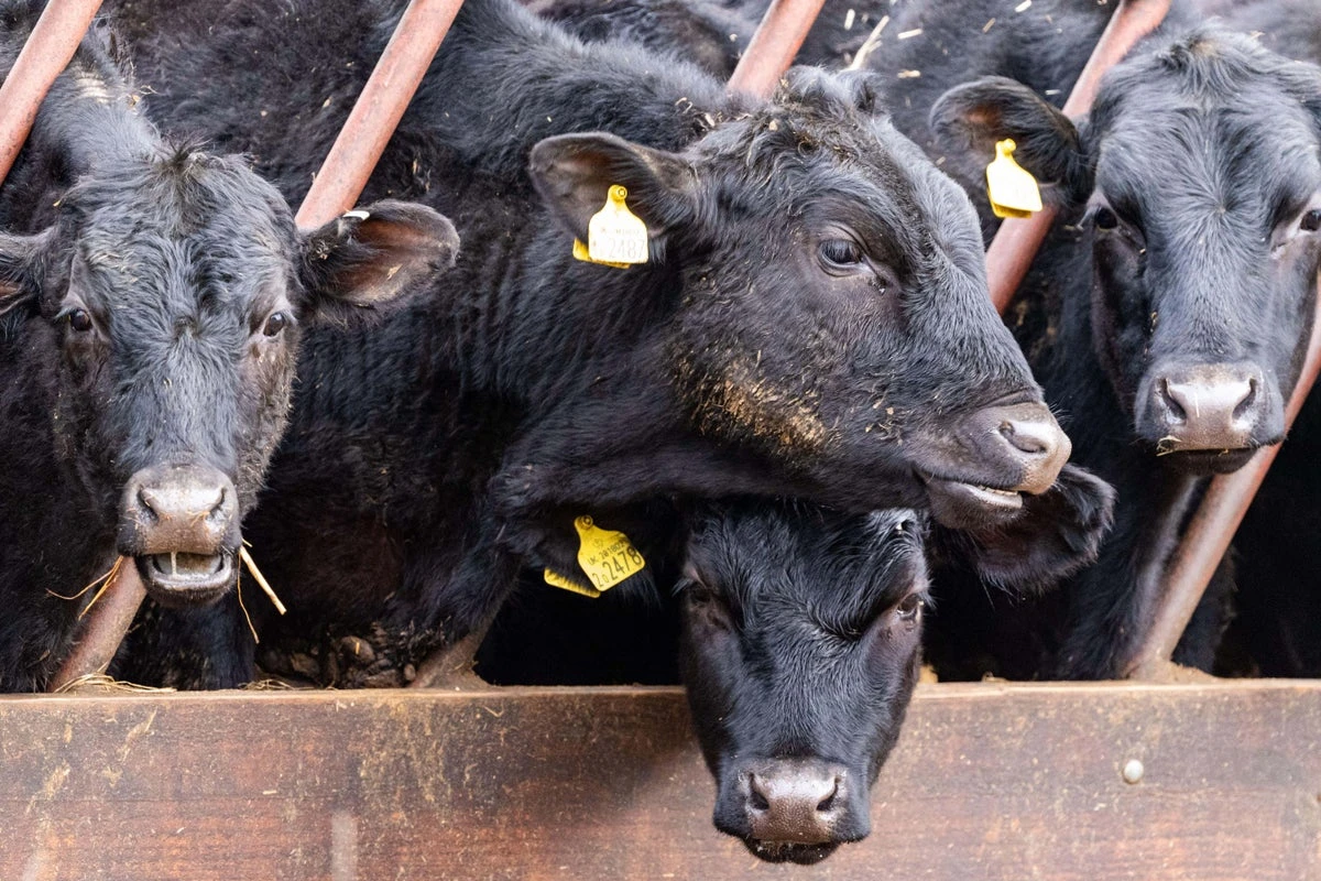 First case of viral disease detected on French cattle farm