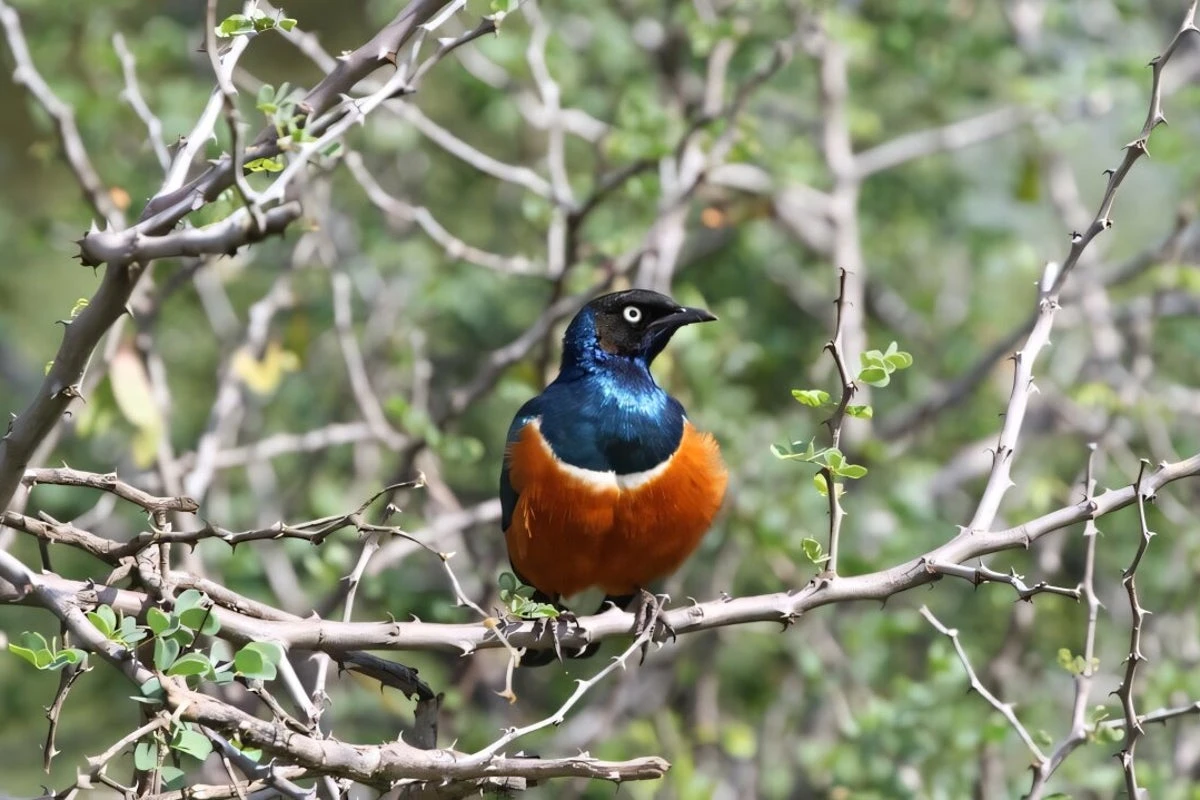 These birds form life-long friendships just like humans