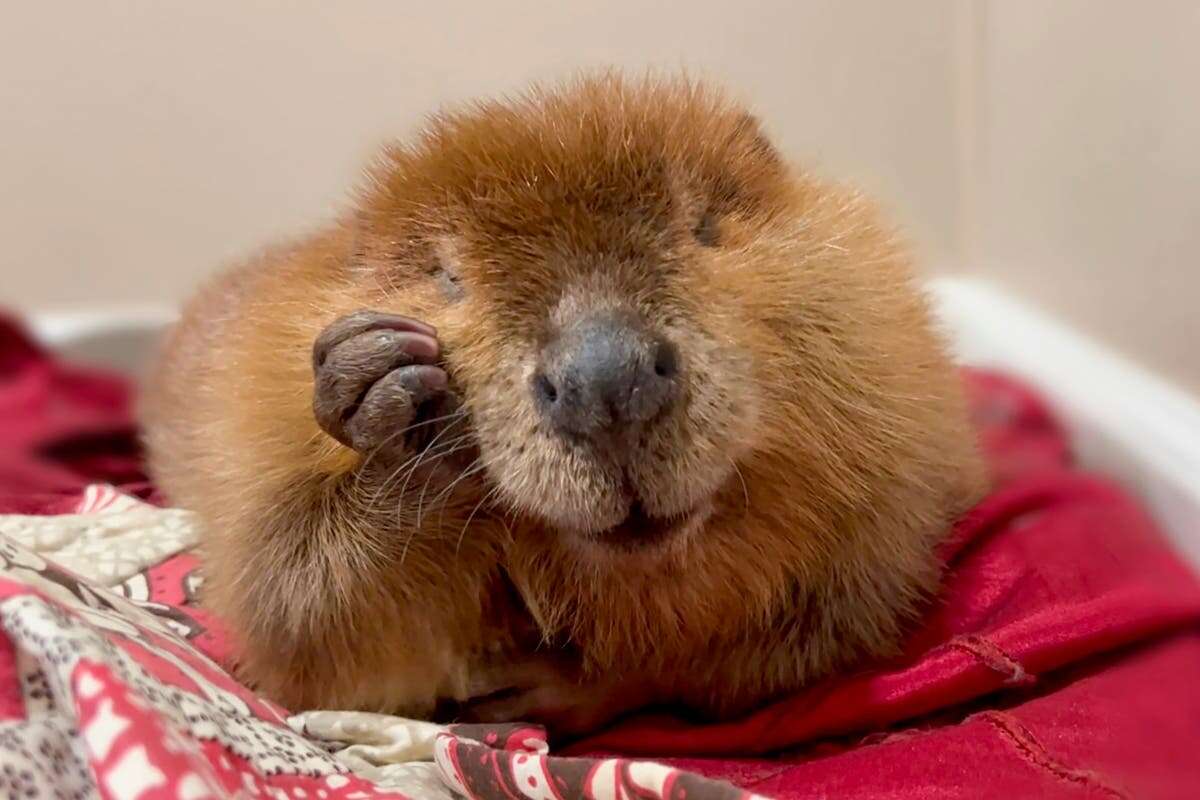 Nibi the ‘diva’ beaver to stay home after dramatic court battle