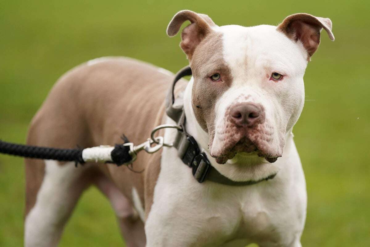 Police shot XL bully dogs 19 times to stop vicious attack on pensioner