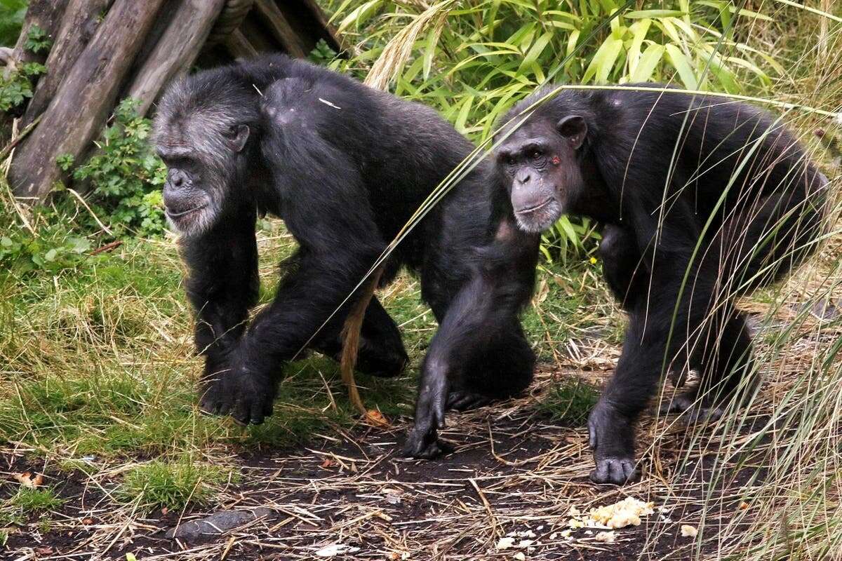 Researchers find ‘first proof of menopause in wild chimpanzees’