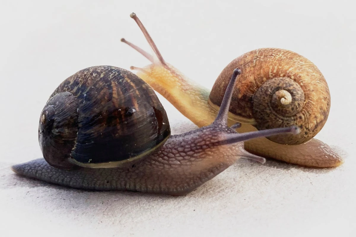Ned the snail is a one in 40,000. That’s a problem for his love life