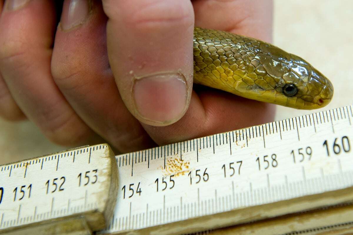 Britain has a new snake species – should it be allowed to stay?