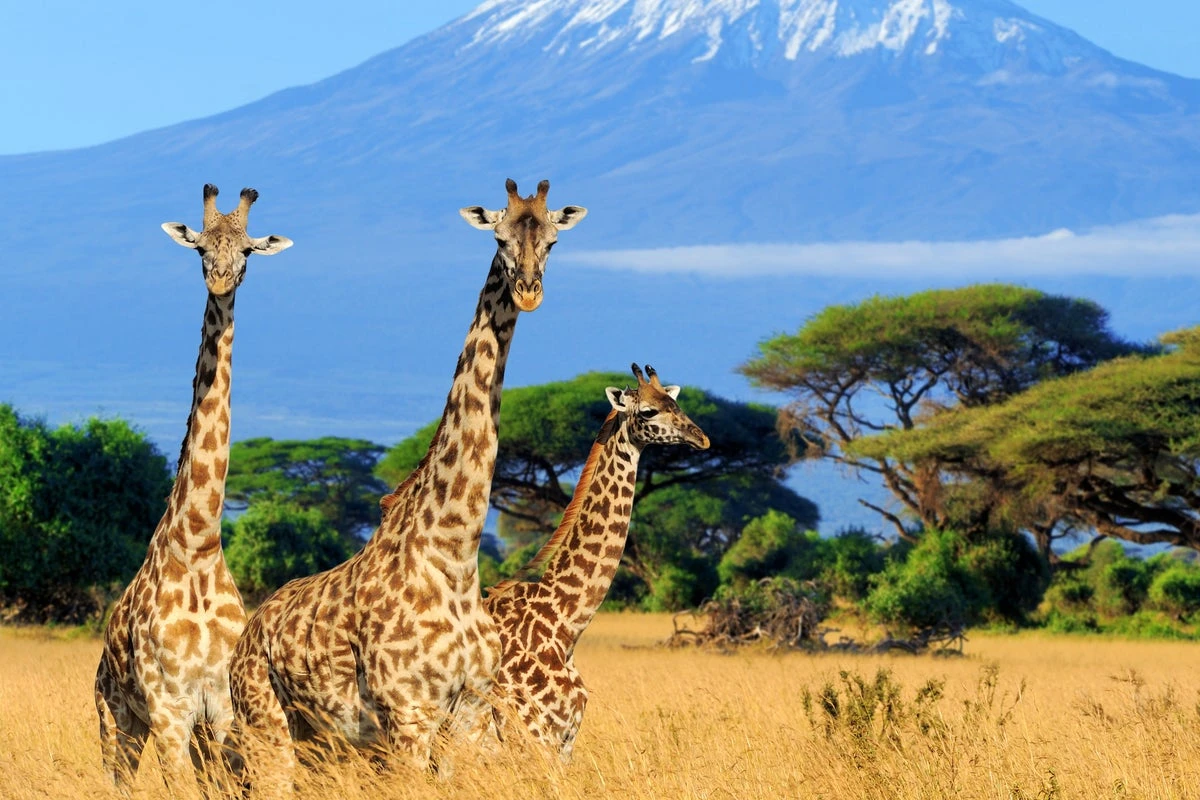 Giraffe genitalia among hundreds of ‘trophies’ imported by hunters