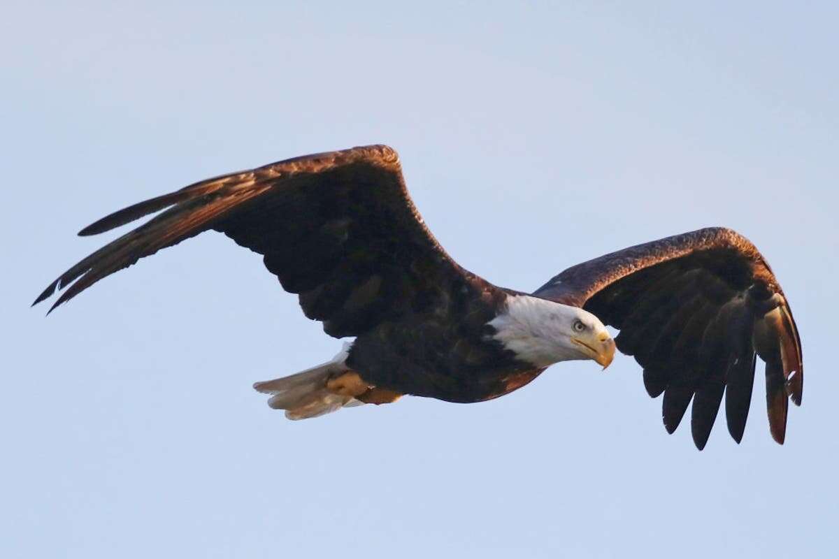 Men accused of killing 3,600 birds, including bald and golden eagles