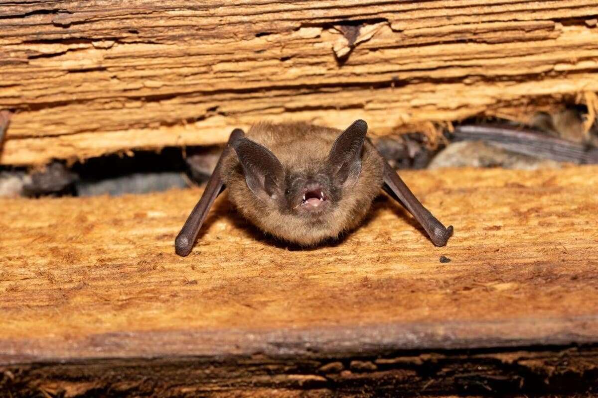 New York men die from pneumonia after using bat poop to grow marijuana