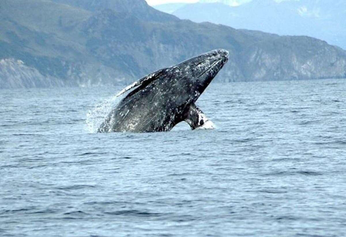 Mystery behind whales washing up dead along Pacific coast decoded