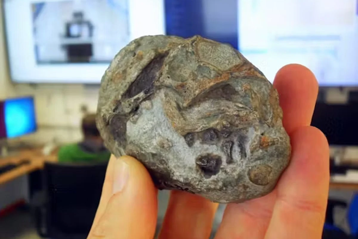 Fossil embryo reveals survival secrets of ancient mammal ancestors