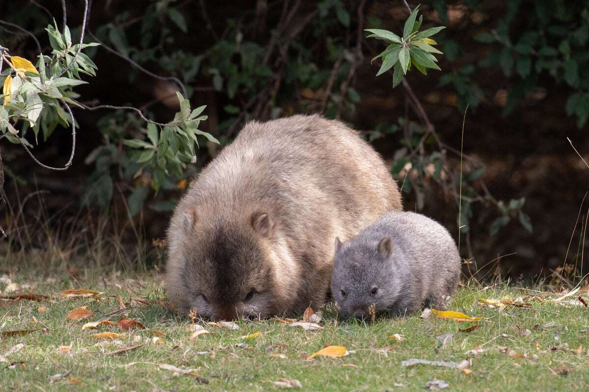 US influencer who sparked outrage taking baby wombat leaves Australia