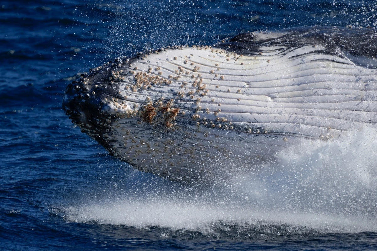 Sightings soar on Australia’s ‘humpback highway’ as whales return