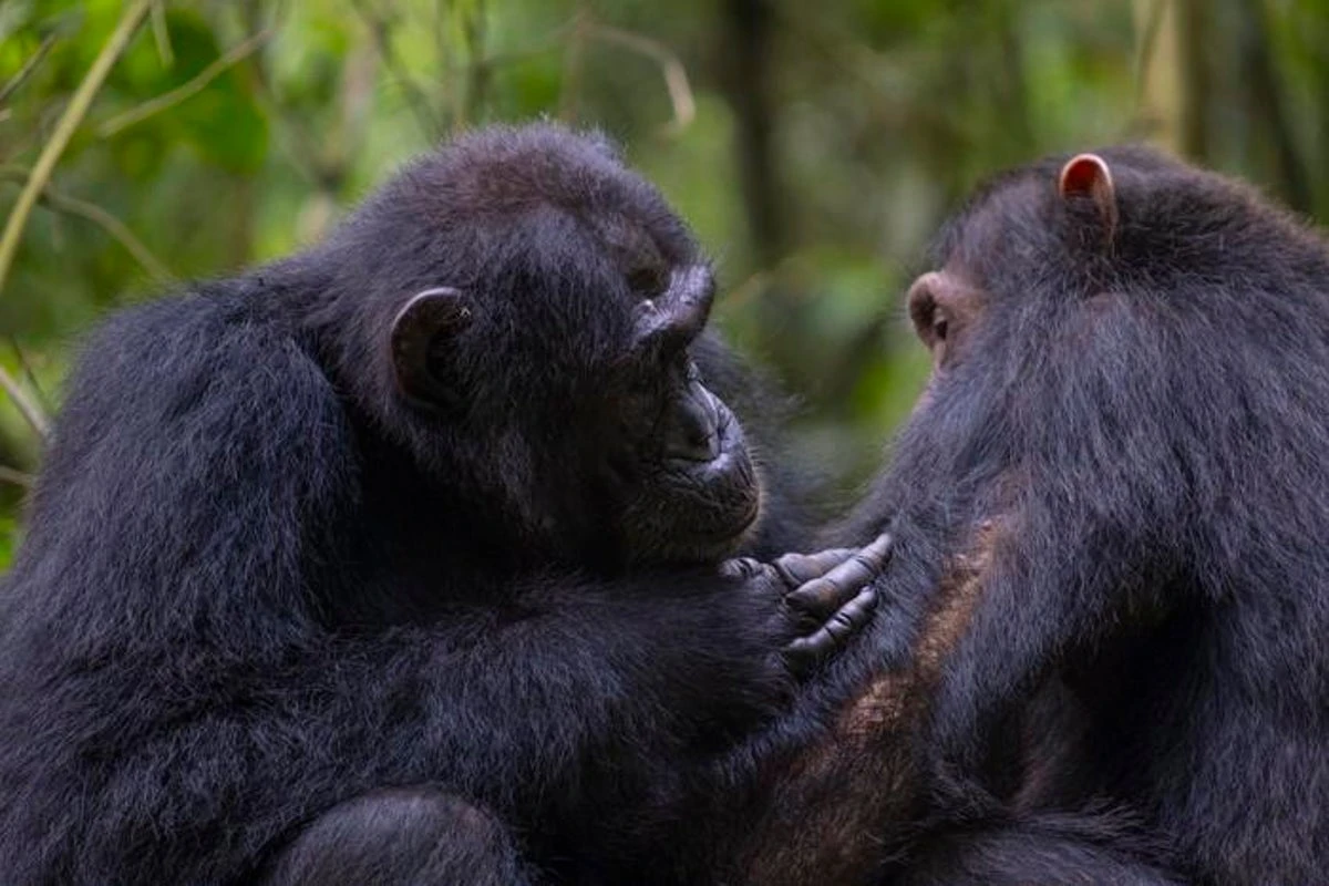 Wild chimpanzees seen giving forest ‘first aid’ to each other