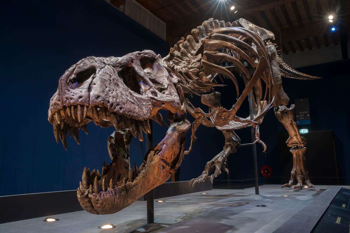 Two baby dinosaurs found in tyrannosaur fossil shed light on changing diet