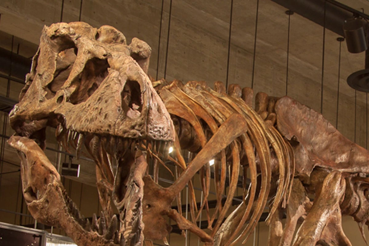 Rare T rex blood vessels in fossil show how dinosaurs healed injuries
