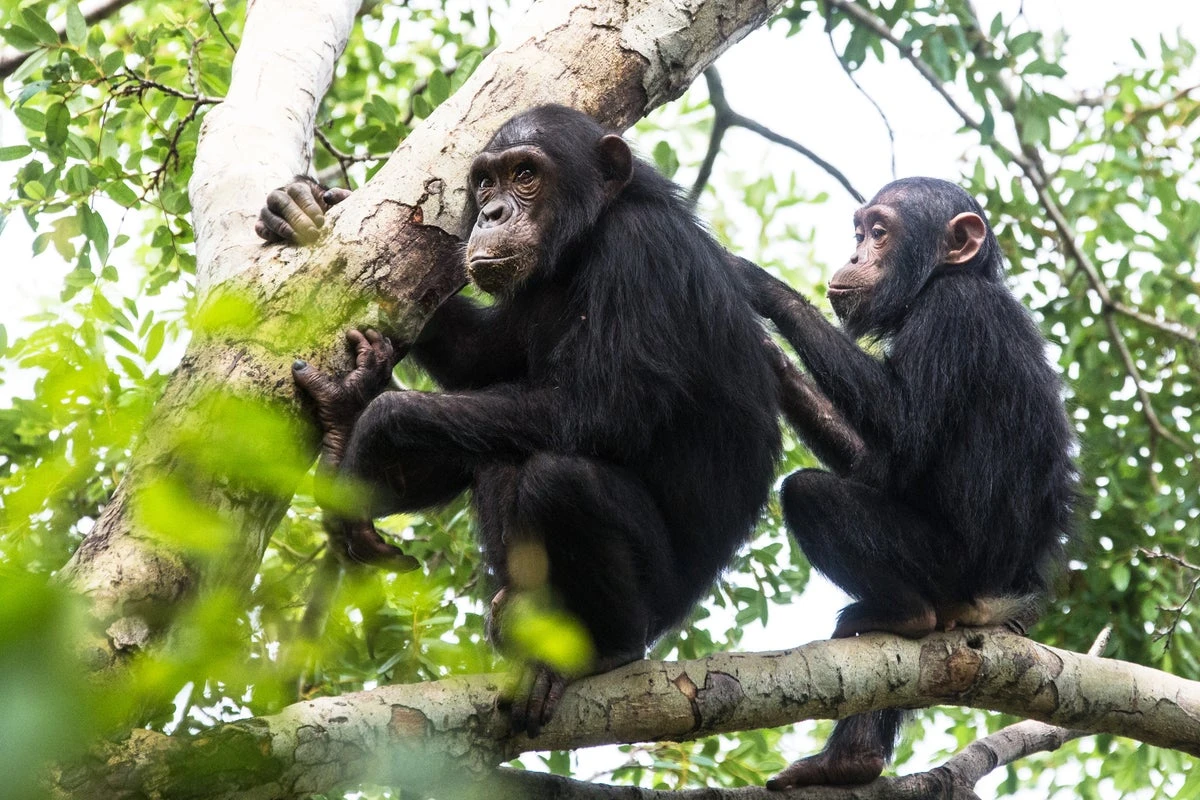 Chimpanzees follow fashion trends just like humans, scientists find