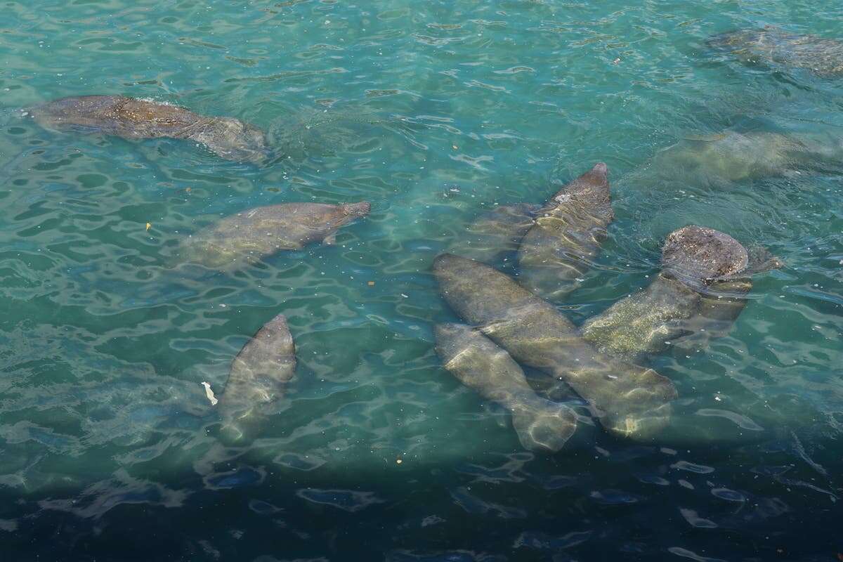 Herds of manatees force to huddle in water near America's power plants