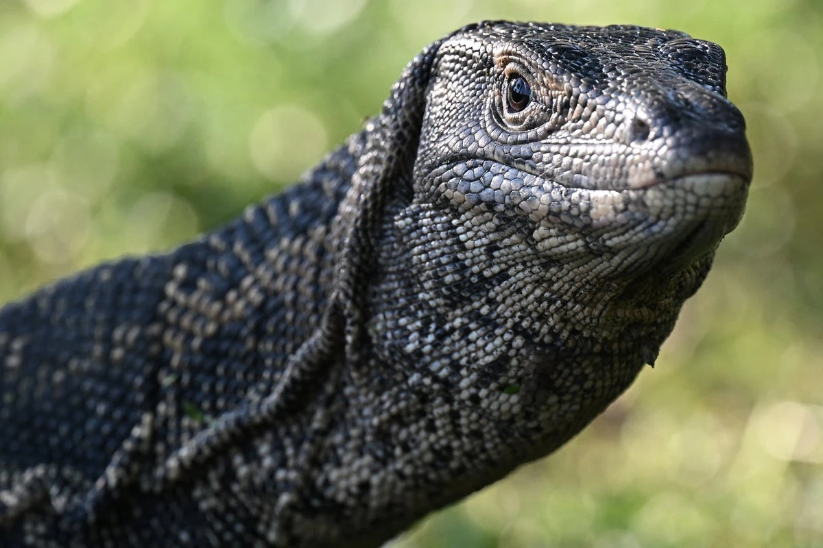 Horror as monitor lizard found eating abandoned newborn