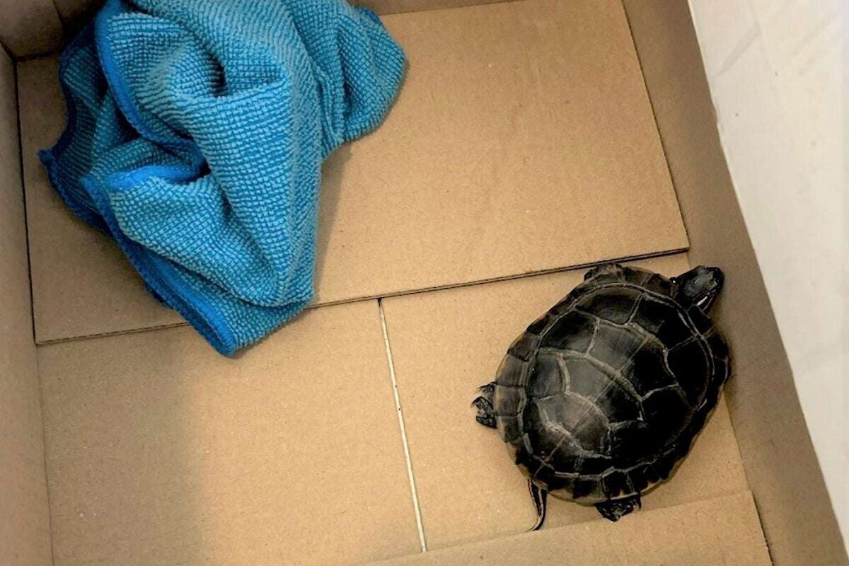 Man caught trying to sneak turtle down pants through Airport security