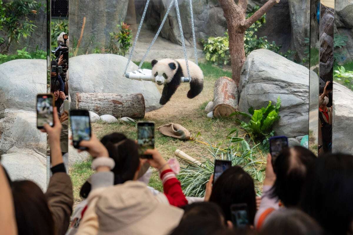 Hong Kong holds competition to name city’s first giant panda twins