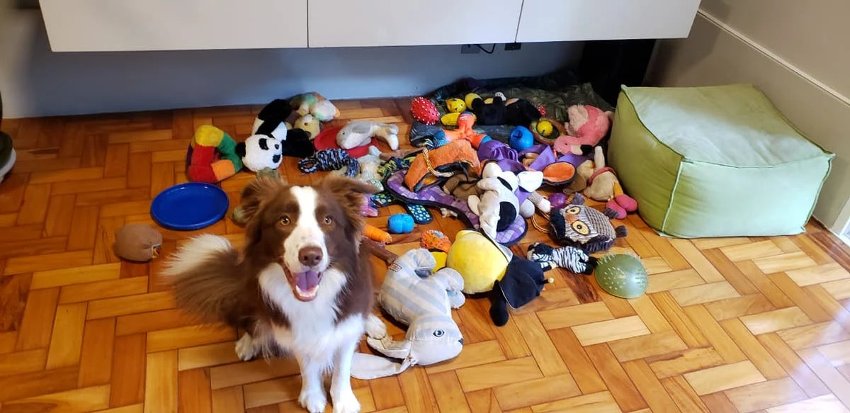 New study shows how long dogs can remember names for