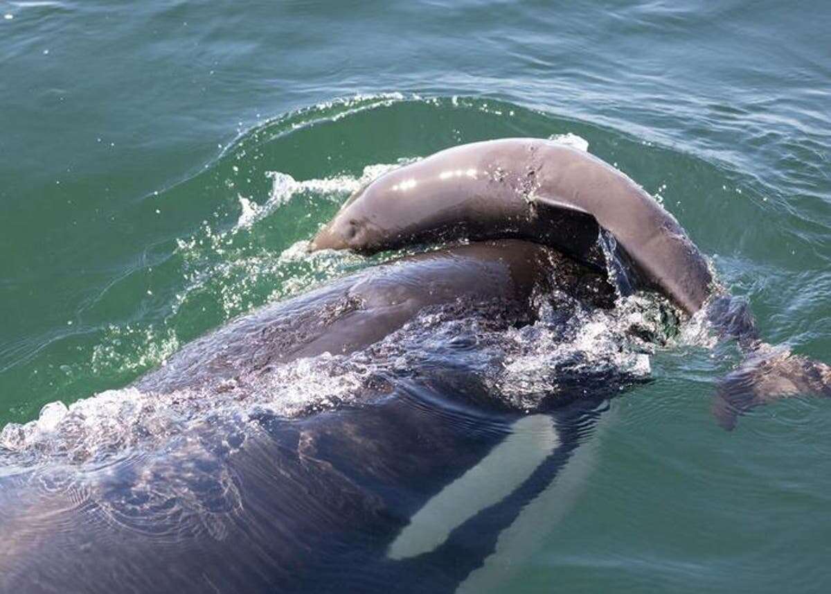 Mystery behind why orcas kill porpoises without eating them unravelled